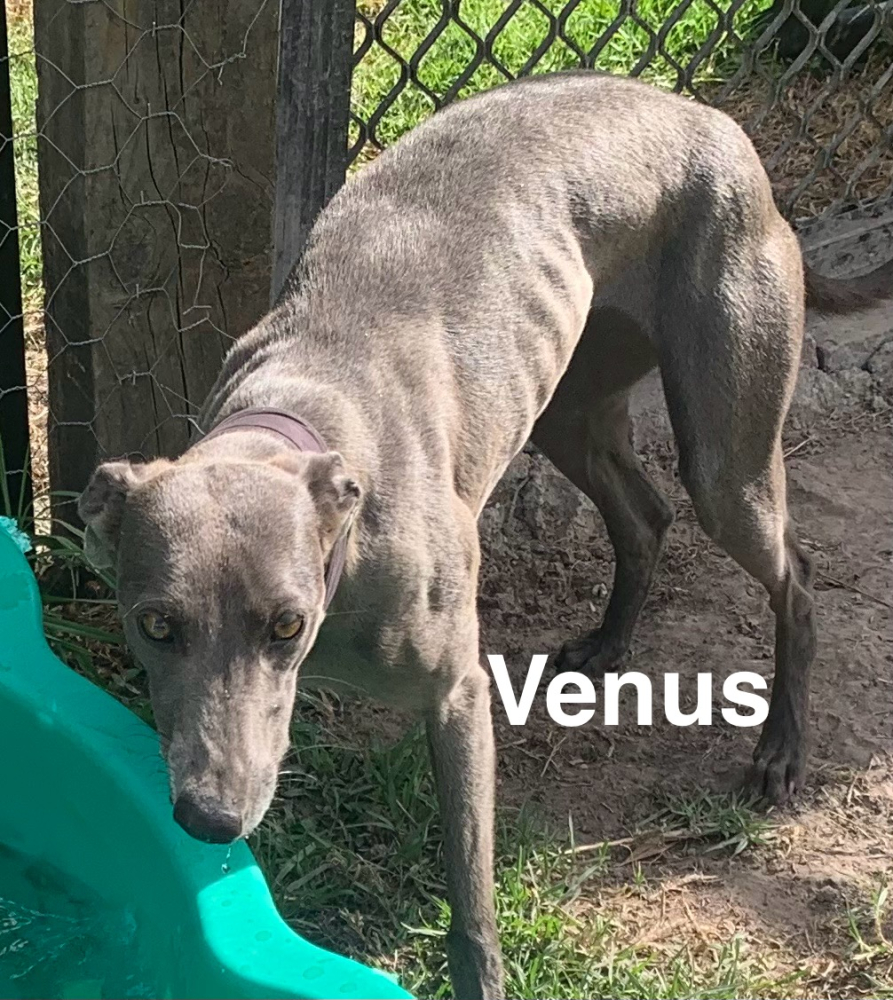 Image of Willow's Whippets Venus